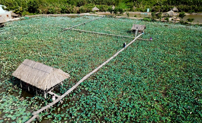 Đầm sen Tam Đa (quận 9, TP HCM) được gia đình anh Lý Mộng Thành trồng từ hai năm nay. Đầm sen rộng khoảng 3 ha, nằm bên bờ sông Tắc, đoạn hạ nguồn của sông Đồng Nai, cách trung tâm Sài Gòn khoảng 20 km. Đầm sen Tam Đa (quận 9, TP HCM) được gia đình anh Lý Mộng Thành trồng từ hai năm nay. Đầm sen rộng khoảng 3 ha, nằm bên bờ sông Tắc, đoạn hạ nguồn của sông Đồng Nai, cách trung tâm Sài Gòn khoảng 20 km.