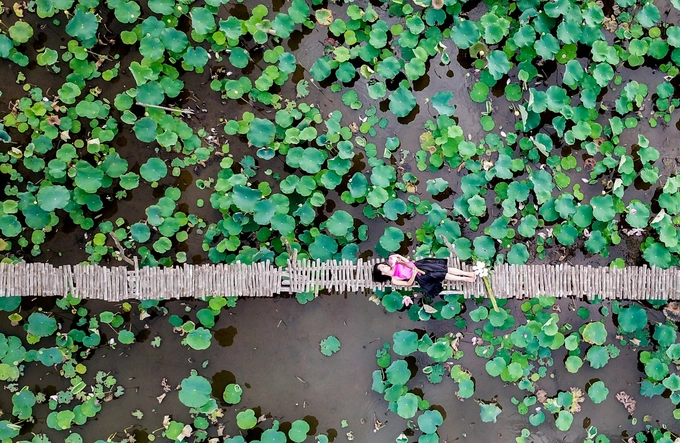 "Em ở huyện Hóc Môn, phải chạy xe gần 40 km mới đến được đây, để một lần chụp hình thỏa thích với sen. Ở Sài Gòn rất khó kiếm được cả một đầm sen rộng như vậy", Kiều Ái, 27 tuổi, cho biết. "Em ở huyện Hóc Môn, phải chạy xe gần 40 km mới đến được đây, để một lần chụp hình thỏa thích với sen. Ở Sài Gòn rất khó kiếm được cả một đầm sen rộng như vậy", Kiều Ái, 27 tuổi, cho biết.