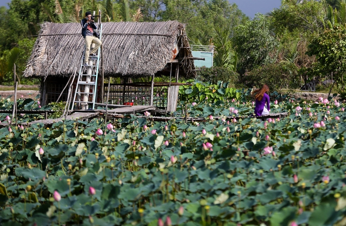 Giữa đầm sen, người chủ thiết kế nhà tranh, cầu khỉ, bắc ván và thang để du khách dễ dàng chụp ảnh. Phí vào cổng của mỗi người là 30.000 đồng. Giữa đầm sen, người chủ thiết kế nhà tranh, cầu khỉ, bắc ván và thang để du khách dễ dàng chụp ảnh. Phí vào cổng của mỗi người là 30.000 đồng.