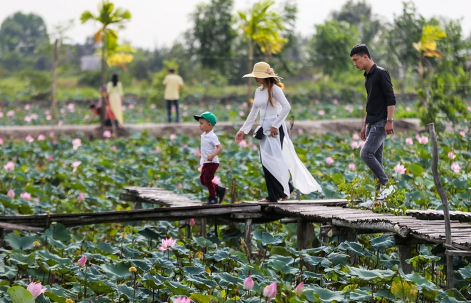 Những dịp sen nở rộ, mỗi ngày chủ đầm đón khoảng 50 du khách. Vào dịp cuối tuần, số người đến tham quan tăng lên nhiều. Những dịp sen nở rộ, mỗi ngày chủ đầm đón khoảng 50 du khách. Vào dịp cuối tuần, số người đến tham quan tăng lên nhiều.