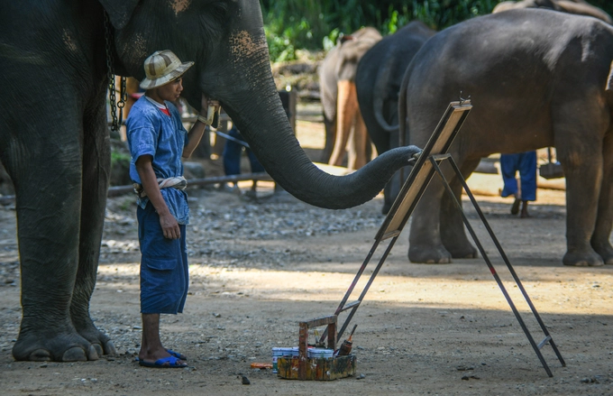 Theo người đại diện trại voi, vai trò hiện tại của loài voi đã thay đổi hoàn toàn. Thay vì được nuôi để lấy sức kéo như trước, những con voi ở Maesa đã đóng góp vào các hoạt động du lịch địa phương. Hiện trại voi này có khoảng 73 cá thể voi và 80 quản tượng.