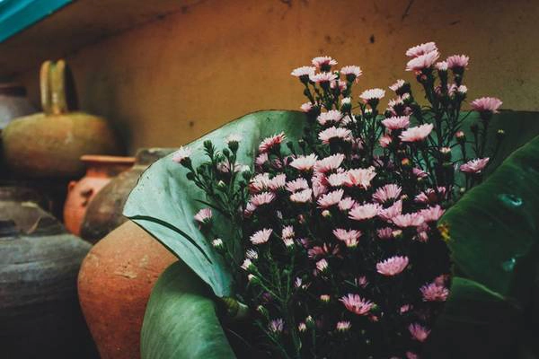 Ảnh: FB Deja Vu Homestay Ảnh: FB Deja Vu Homestay