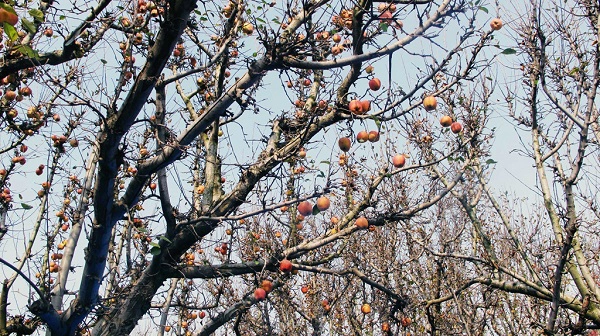 Kashmir cũng nổi tiếng là vùng trồng táo. Táo trồng ở nơi đây được chuyển đi khắp Ấn Độ, đặc biệt xuống các thành phố phía Nam như Mumbai, Chennai có khí hậu khô nóng không trồng được hoa quả ôn đới. Kashmir cũng nổi tiếng là vùng trồng táo. Táo trồng ở nơi đây được chuyển đi khắp Ấn Độ, đặc biệt xuống các thành phố phía Nam như Mumbai, Chennai có khí hậu khô nóng không trồng được hoa quả ôn đới.