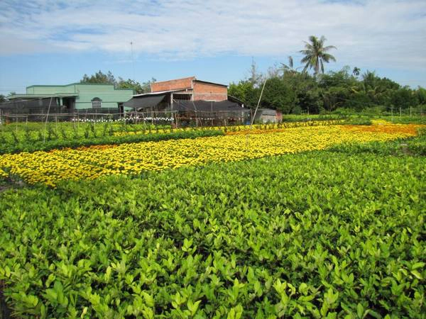 Về các ấp Vĩnh Bắc, Vĩnh Hiệp, Vĩnh Chính của xã Vĩnh Thành, huyện Chợ Lách, bạn dễ dàng nhận thấy các vườn mai, vườn hoa, vườn kiểng cứ nối tiếp nhau như một dấu nối đầy màu sắc. Ảnh:dulichbentre.blogspot.com