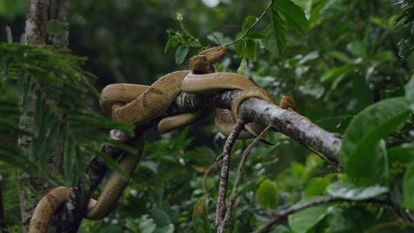 Trong số đó, khoảng 2.000-4.000 cá thể rắn hổ lục đầu giáo vàng sống rải rác khắp nơi. Loại trên đảo có nọc độc mạnh gấp 4-5 lần loại sống trên đất liền. Ảnh: NatGeo.