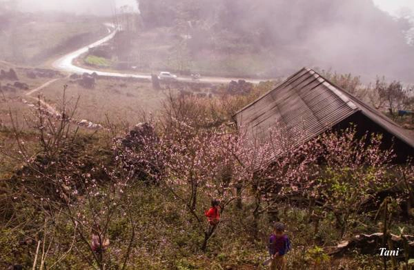 Từ Sơn La đến Sapa (Lào Cai) sang Lai Châu, rất nhiều du khách ngẩn ngơ trước những cánh rừng đào nở rộ, căng tràn sức sống.