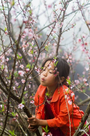 Những cánh đào rừng Tây Bắc nở sớm, thu hút nhiều du khách đến với vùng núi cao mùa này, góp phần thay đổi cuộc sống của người dân nơi này.