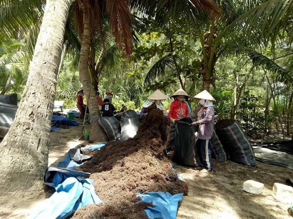 Người dân nơi đây chủ yếu sống nhờ vào biển, đánh bắt hải sản, trong đó hái rong mơ là một nghề mới lạ với du khách từ xa đến.Người dân nơi đây chủ yếu sống nhờ vào biển, đánh bắt hải sản, trong đó hái rong mơ là một nghề mới lạ với du khách từ xa đến. Người dân nơi đây chủ yếu sống nhờ vào biển, đánh bắt hải sản, trong đó hái rong mơ là một nghề mới lạ với du khách từ xa đến.