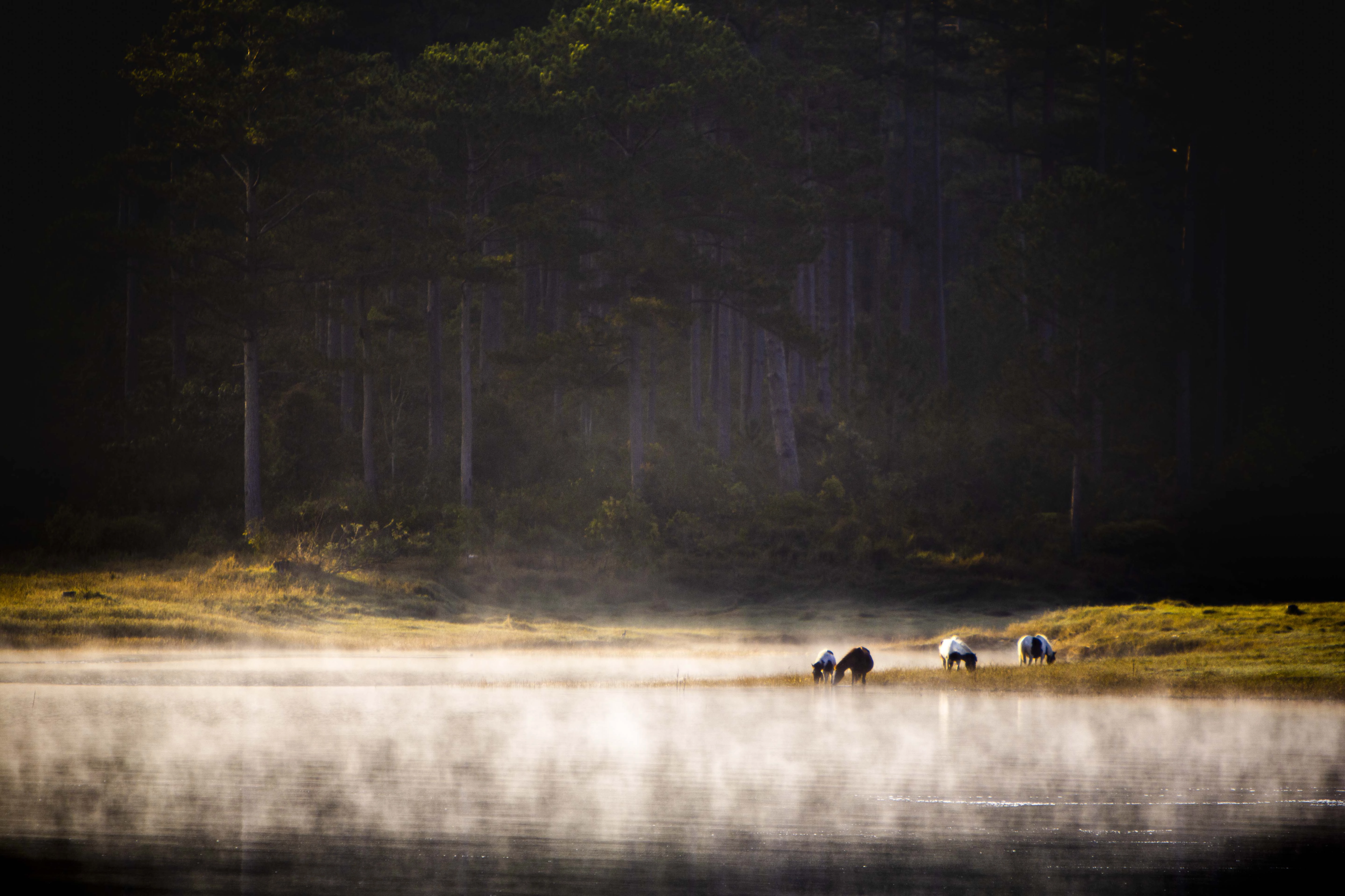 day-tu-3h-sang-san-bien-may-phu-kin-da-lat-ivivu-20