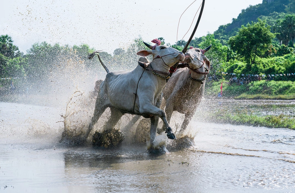 Khoảnh khắc "đôi bò hôn nhau" trong lễ hội đua bò ở vùng Bảy Núi, An Giang - Ảnh: MINH TRUNG Khoảnh khắc "đôi bò hôn nhau" trong lễ hội đua bò ở vùng Bảy Núi, An Giang - Ảnh: MINH TRUNG