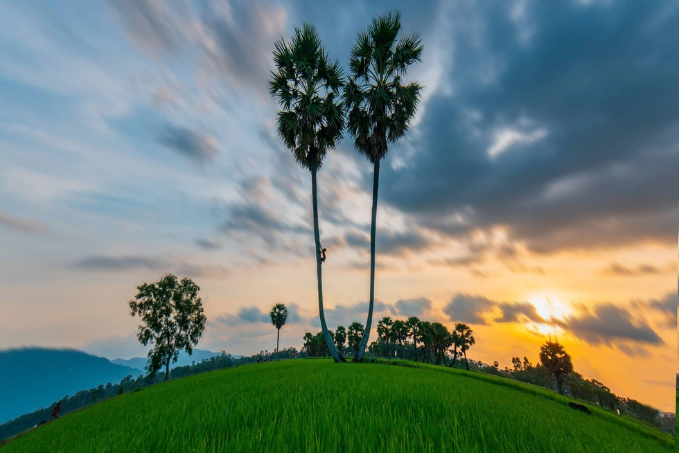 "Cây thốt nốt sinh đôi" tại Tịnh Biên - Ảnh: MINH TRUNG "Cây thốt nốt sinh đôi" tại Tịnh Biên - Ảnh: MINH TRUNG