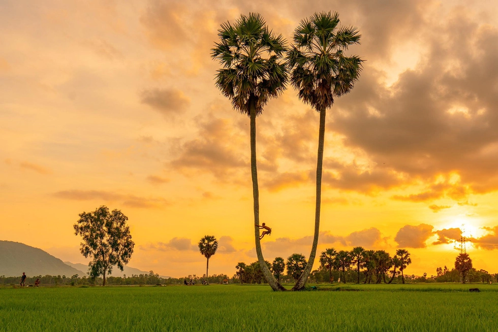 Người dân leo cây thu hoạch trái thốt nốt - Ảnh: MINH TRUNG Người dân leo cây thu hoạch trái thốt nốt - Ảnh: MINH TRUNG