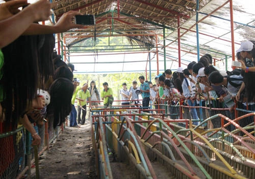 Đua heo: Khán giả cổ động nhiệt tình quá cũng làm các "vận động viên"... hoảng hốt.