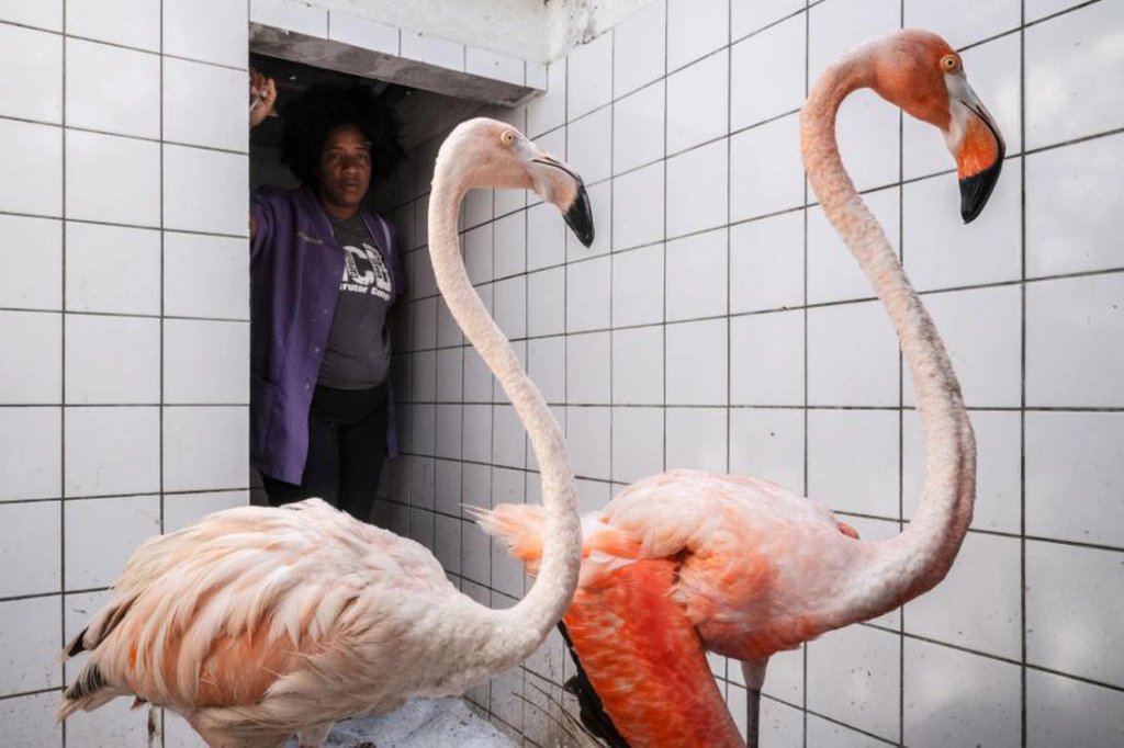 Ngoài Bob (trái), những con chim hồng hạc khác bị thương cũng được đem về chăm sóc - Ảnh: National Geographic/Jasper Doest