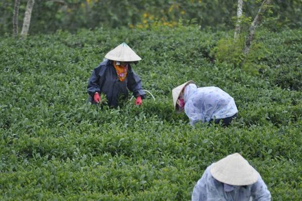 Một góc thôn chè Cầu Đất.