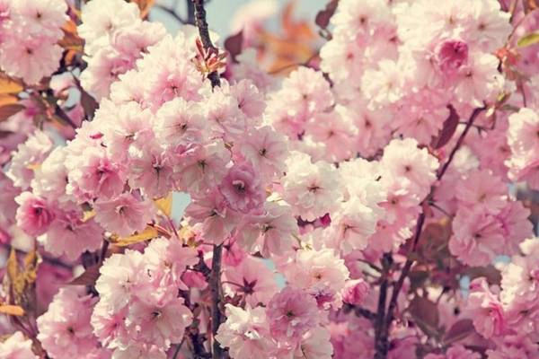 Thăm Hàn Quốc mùa hoa anh đào sẽ cho bạn nhiều trải nghiệm lý thú. 