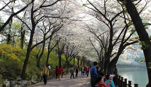 Hội hoa anh đào hồ Seokchon là nơi tôn vinh cảnh sắc thiên nhiên tuyệt vời.