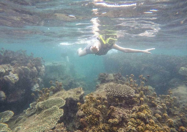 Tôi không nghĩ san hô ở đây đẹp đến thế, hơn cả Cù Lao Chàm, Koh Rong, Koh Samui... Tôi không nghĩ san hô ở đây đẹp đến thế, hơn cả Cù Lao Chàm, Koh Rong, Koh Samui...