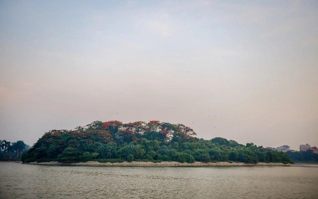 Đảo cò nằm giữa hồ nước rộng thuộc công viên Nam Hòa (Hưng Yên).