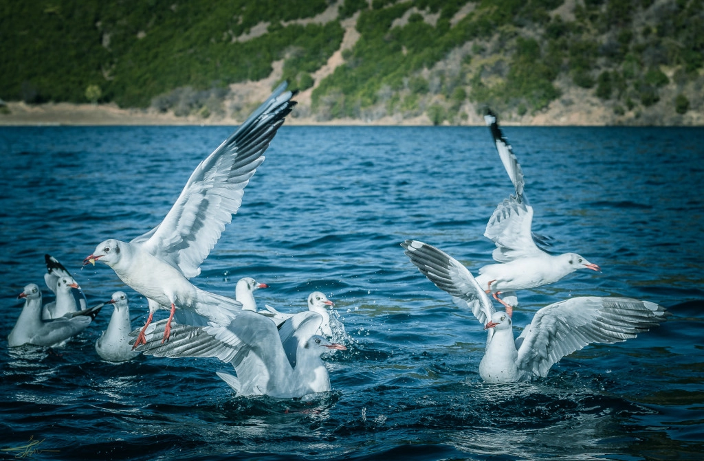 Bạn dễ dàng bắt gặp những cánh hải âu bay lượn tự do trên bầu trời hay bơi từng đàn trên mặt hồ êm đềm, yên ả. Với độ cao khoảng 2.700 m, nắng ở đây khá gắt, nhiệt độ thường rất lạnh, nhất là vào sáng sớm và khuya. Thêm nữa, mình thấy, trời Lư Cô về đêm rất muộn nhưng tối cũng rất nhanh.