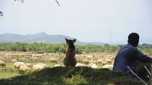 Cà Ná, đầm Nại, biển Ninh Chữ, vịnh Vĩnh Hy, tháp chàm, đồi cát Nam Cương ninhthuan-ivivu-5