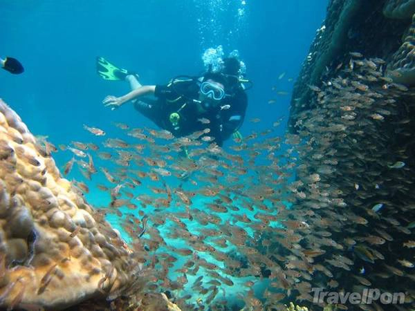 Lặn ngắm những rạn san hô nguyên sơ. Ảnh: TravelPon Lặn ngắm những rạn san hô nguyên sơ. Ảnh: TravelPon