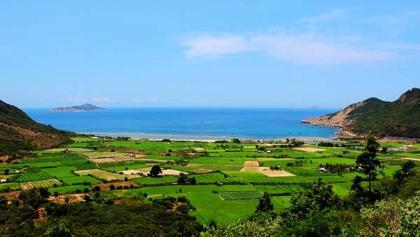 Những cánh đồng tỏi san sát nhau. Ảnh: Kua Những cánh đồng tỏi san sát nhau. Ảnh: Kua