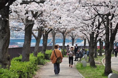 le-hoi-xuan-he-osaka-nhat-ban-2015-ivivu-1