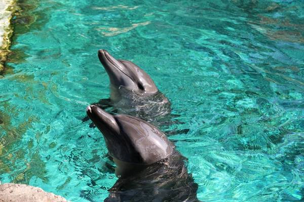 den-resorts-world-sentosa-dung-quen-trai-nghiem-tai-dao-ca-heo-day-thu-vi-ivivu-3