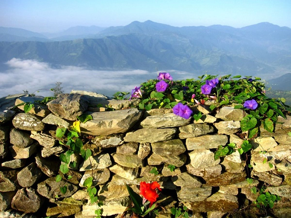 Hoa ở Sarangkot Hoa ở Sarangkot