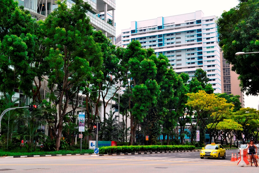 Tưởng như tại Singapore, cây cối có thể mọc lên ở mọi nơi. Tưởng như tại Singapore, cây cối có thể mọc lên ở mọi nơi.