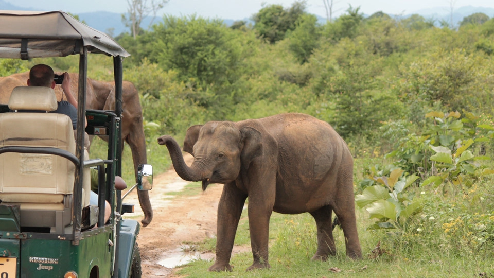 Khám phá thiên nhiên hoang dã ở Udawalawe: Vườn quốc gia Udawalawe của Sri Lanka đặc biệt nổi tiếng với đàn voi khoảng 700 con, có thể cho du khách tận mắt chiêm ngưỡng loài vật to lớn này. Nhà chăm sóc voi Elephant Transit Home ở đây thuộc top các trung tâm phục hồi động vật hoang dã tốt nhất thế giới, chuyên chăm sóc, chữa trị voi bị thương, mồ côi... đến khi chúng đủ khả năng sống độc lập, trở về tự nhiên. Ảnh: Top Driver In Sri Lanka. Khám phá thiên nhiên hoang dã ở Udawalawe: Vườn quốc gia Udawalawe của Sri Lanka đặc biệt nổi tiếng với đàn voi khoảng 700 con, có thể cho du khách tận mắt chiêm ngưỡng loài vật to lớn này. Nhà chăm sóc voi Elephant Transit Home ở đây thuộc top các trung tâm phục hồi động vật hoang dã tốt nhất thế giới, chuyên chăm sóc, chữa trị voi bị thương, mồ côi... đến khi chúng đủ khả năng sống độc lập, trở về tự nhiên. Ảnh: Top Driver In Sri Lanka.