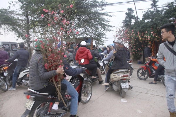 Lượng người đổ về các vườn đào khá đông khiến cho đường có lúc bị tắc nghẽn. Lượng người đổ về các vườn đào khá đông khiến cho đường có lúc bị tắc nghẽn.