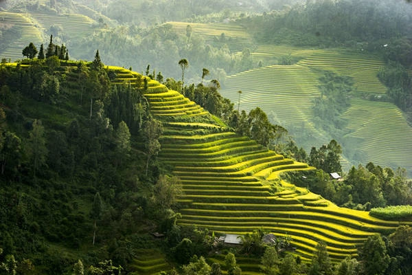 Mùa lúa tại Hoàng Su Phì được trồng một năm một lần. Tháng 5 là mùa đổ nước, tháng 9 là mùa gặt, cả hai thời điểm đều tuyệt đẹp - Ảnh: Phạm Ngọc Bằng