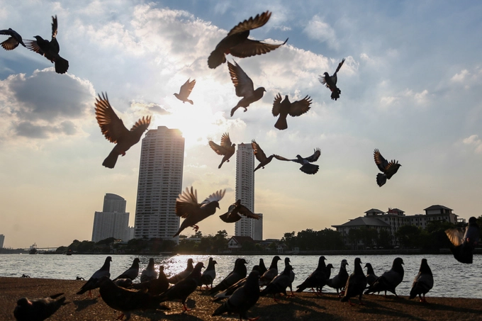 Sau chùa là bến thuyền trên sông Chao Phraya, cũng là nơi trú đậu của hàng trăm con bồ câu để du khách có thể ngắm cảnh và chụp hình lưu niệm. Sau chùa là bến thuyền trên sông Chao Phraya, cũng là nơi trú đậu của hàng trăm con bồ câu để du khách có thể ngắm cảnh và chụp hình lưu niệm.