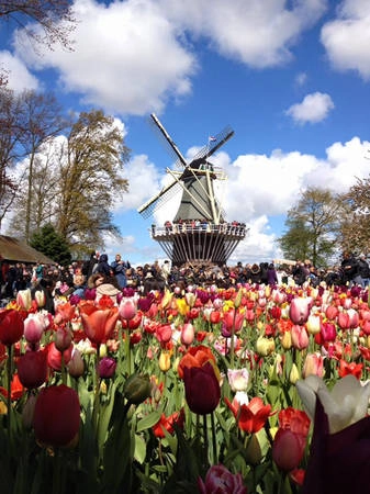Vườn hoa Keukenhof (Hà Lan). Vườn hoa Keukenhof (Hà Lan).