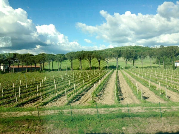 Thủ phủ của riệu nho ở Chianti, Tuscany, Italy. Thủ phủ của riệu nho ở Chianti, Tuscany, Italy.