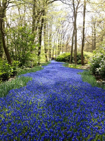 Vườn hoa Keukenhof (Hà Lan) sặc sỡ khi mùa xuân đến. Vườn hoa Keukenhof (Hà Lan) sặc sỡ khi mùa xuân đến.