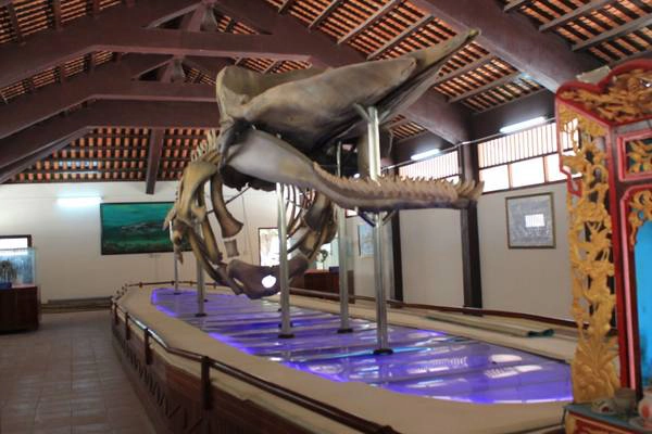 Bộ xương cá voi dài gần 20m tại nhà trưng bày cốt Ông Hải Nam tại Vạn An Thạnh, trên đảo Phú Quý. Ảnh: San San