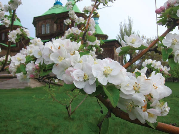 Mùa hoa mận ở Kyrgyzstan.