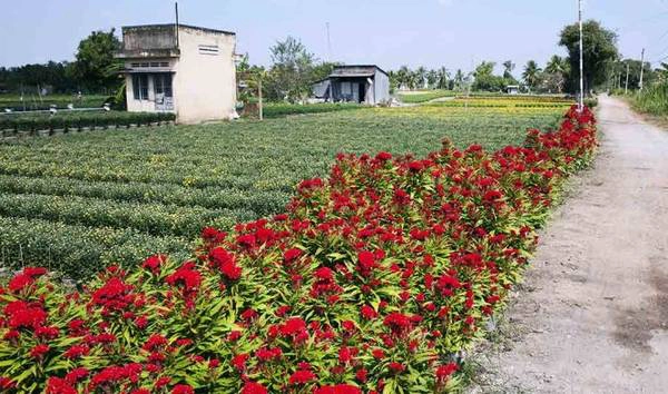 Hoa mồng gà đã nở ở khu vực ven kênh N8, rạch Vàm Giồng - Ảnh: Nga Bích Hoa mồng gà đã nở ở khu vực ven kênh N8, rạch Vàm Giồng - Ảnh: Nga Bích