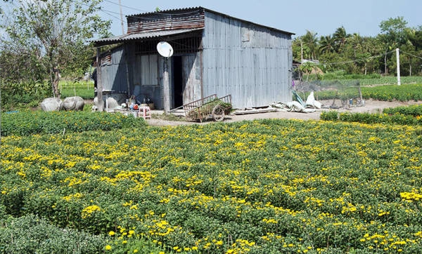 Một vườn hoa tết ở rạch Vàm Giồng, Gò Công - Ảnh: Nga Bích