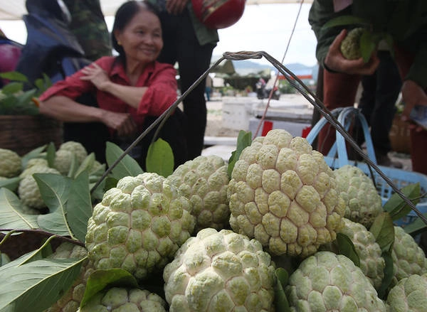 Chợ na Đồng Bành (huyện Chi Lăng, Lạng Sơn) họp từ 4h sáng đến 12h trưa. Cứ vào thời điểm này hằng năm, khi na chín rộ, nơi đây mỗi ngày hội tụ hàng trăm tấn na của 8 xã trên địa bàn. Lượng na mang vào chợ chiếm khoảng 40% lượng na toàn huyện, bởi nhiều lái buôn hàng ngày đã trực tiếp vào tận vườn để mua. Chợ na Đồng Bành (huyện Chi Lăng, Lạng Sơn) họp từ 4h sáng đến 12h trưa. Cứ vào thời điểm này hằng năm, khi na chín rộ, nơi đây mỗi ngày hội tụ hàng trăm tấn na của 8 xã trên địa bàn. Lượng na mang vào chợ chiếm khoảng 40% lượng na toàn huyện, bởi nhiều lái buôn hàng ngày đã trực tiếp vào tận vườn để mua.