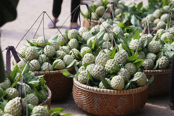 Na Chi Lăng nổi tiếng với hương thơm, quả to, vị ngọt thanh bởi thổ nhưỡng và khí hậu đặc trưng. Quả na bắt đầu được trồng vào những năm 1960 trên các dãy núi đá vôi. Giờ đây, huyện Chi Lăng đang đẩy mạnh vùng trồng na sạch đạt tiêu chuẩn VietGap và GlobalGap. Na khi mở mắt nhưng vẫn còn cứng sẽ được thu hoạch để mang xuống chợ. Na Chi Lăng nổi tiếng với hương thơm, quả to, vị ngọt thanh bởi thổ nhưỡng và khí hậu đặc trưng. Quả na bắt đầu được trồng vào những năm 1960 trên các dãy núi đá vôi. Giờ đây, huyện Chi Lăng đang đẩy mạnh vùng trồng na sạch đạt tiêu chuẩn VietGap và GlobalGap. Na khi mở mắt nhưng vẫn còn cứng sẽ được thu hoạch để mang xuống chợ.