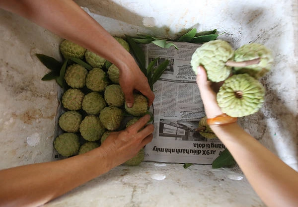 Chợ na hội tụ những quả na"khủng" có cân nặng từ 600 gram đến 1 kg. Những quả na này thuộc hàng hiếm, nên phải may mắn mới được tận mắt chiêm ngưỡng. Chợ hầu hết là đồng bào người dân tộc Tày, Nùng bán na nên giá không bị chênh lệch, không bị nói thách. Chợ na hội tụ những quả na"khủng" có cân nặng từ 600 gram đến 1 kg. Những quả na này thuộc hàng hiếm, nên phải may mắn mới được tận mắt chiêm ngưỡng. Chợ hầu hết là đồng bào người dân tộc Tày, Nùng bán na nên giá không bị chênh lệch, không bị nói thách.