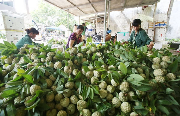 Tại chợ còn có nhiều dịch vụ "ăn theo" như đóng na vào thùng để xuất đi, thu gom na, mang vác... Tại chợ còn có nhiều dịch vụ "ăn theo" như đóng na vào thùng để xuất đi, thu gom na, mang vác...