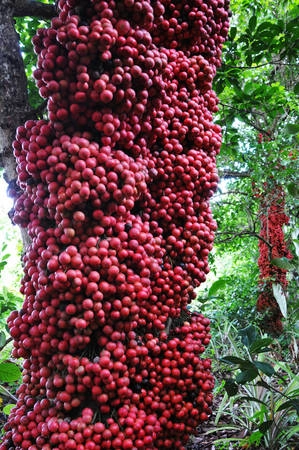 Trái đỏ sum suê bao quanh cây. Ảnh: Dương Thanh Xuân