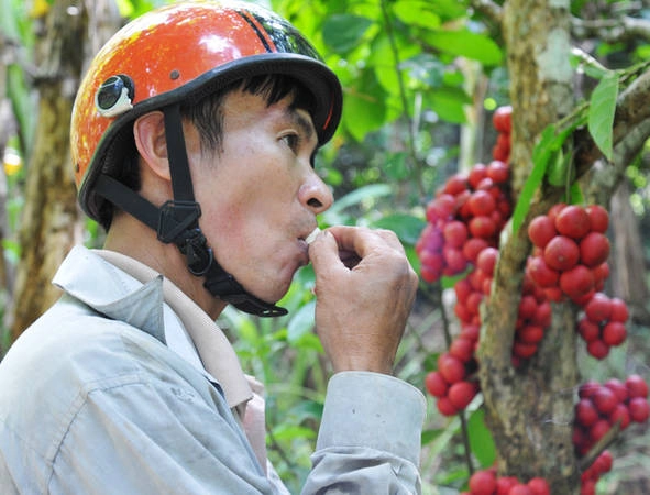 Thương lái đến vườn mua phải đến từng cây để hái, nếm thử. Nếu thấy trái ngọt mới mua. Ảnh: Dương Thanh Xuân