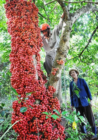 Hái những trái ở trên cao. Trái càng ở trên cao càng ngọt. Ảnh: Dương Thanh Xuân