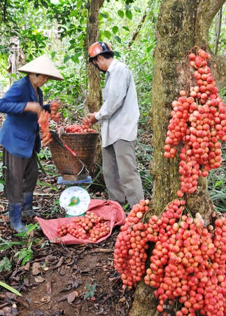 Mỗi gùi khoảng 25kg. Ảnh: Dương Thanh Xuân